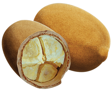 cupuaçu